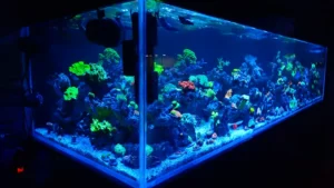 Abc aqua + inc.