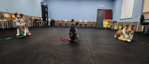 Académie canine allycia leclerc | éducateur canin | cours de dressage à québec