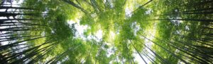 Académie des naturopathes et naturothérapeutes du canada