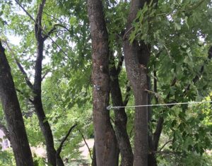 Acer foresterie urbaine