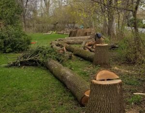 Acer foresterie urbaine