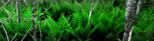 Agence des forets privees-qc