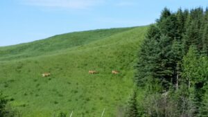 Agence des forets privees-qc