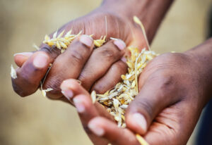 Agro companies