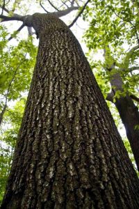 Altitude arboriculture