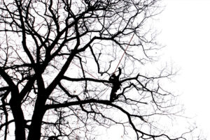 Altitude arboriculture