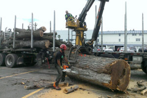 Altitude arboriculture