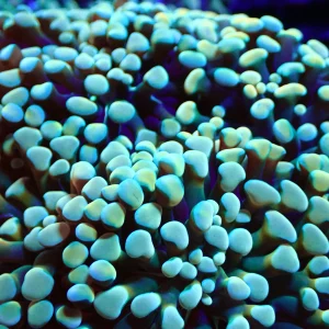 Aquariums reefsolution