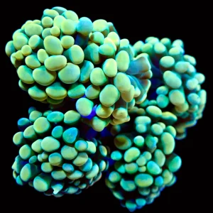 Aquariums reefsolution