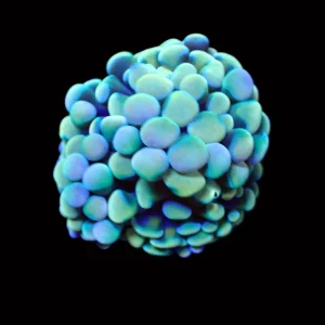 Aquariums reefsolution