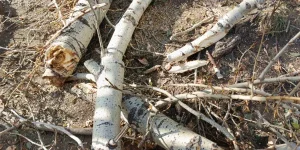 Arbre expert