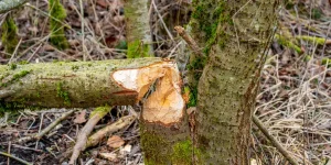 Arbre expert