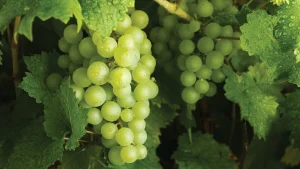 Croque paysage