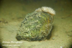 Plongée magog