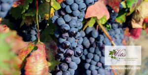 Vitis inc